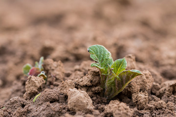 Kartoffel Keimling auf einem Versuchsfeld