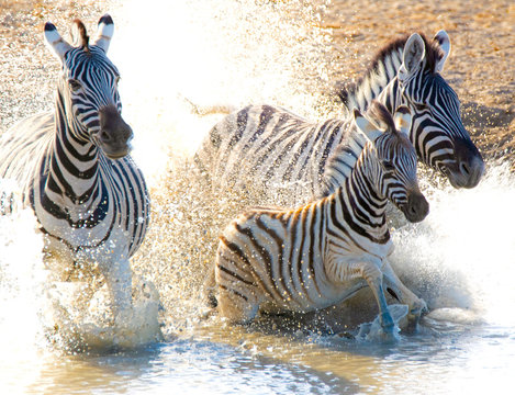 Three zebras running in a river, Etosha National Park, Namibia