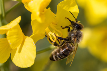 Honigbiene auf einer Rapsblüte