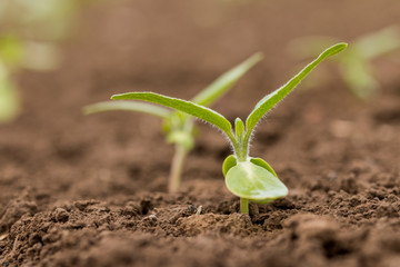 Junge Sonnenblumen auf einem Versuchsfeld