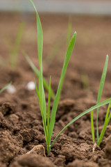 Flughafer auf einem Versuchsfeld