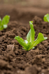 Salat Pflanzen auf einem Versuchsfeld
