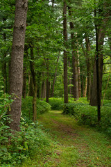 Trail through the forest