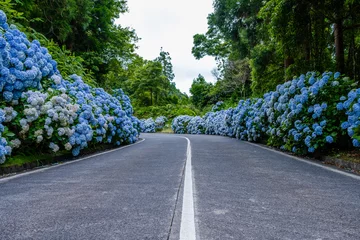 Kissenbezug Azores, empty road with white and blue hydrangea flowers at the roadside at São Miguel island Açores Portugal © Vitor Miranda