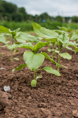 Junge Sonnenblumen auf einem Versuchsfeld