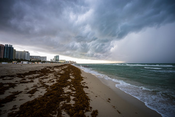 Dramatic stormy weather view of South Beach with an infestation of sargassum seaweed washed up on...
