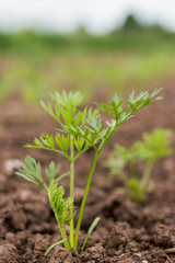 Junge Möhrenpflanze auf einem Versuchsacker