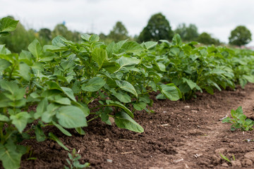 Kartoffel Pflanzen auf einem Versuchsfeld