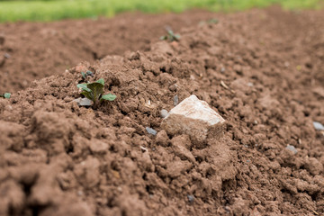 Kartoffel Keimling auf einem Versuchsfeld