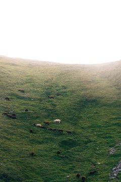Flock of sheep on the hillside
