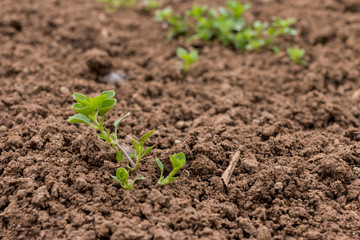 Keimlinge der Gewöhnlichen Vogelmiere