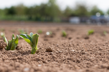 Ackerbohne Versuchsfeld Keimling