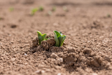 Ackerbohne Versuchsfeld Keimling