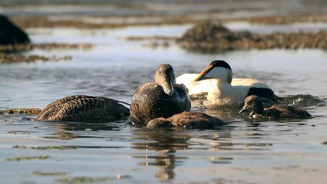 A family of common eider are feeding during a sunny day.