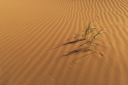 Small tufts of Pampas grass grow in extreme arid conditions in the desert of Lavalle, in the province of Mendoza, Argentina. - Powered by Adobe