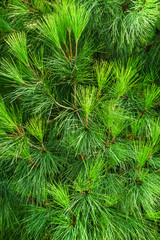 Branches with needles of Mediterranean pine
