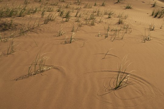 Pampas grass (Cortaderia selloana) growing in extreme arid conditions in the desert of Lavalle, province of Mendoza, Argentina.