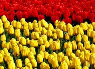Czerwone i żółte tulipany,
