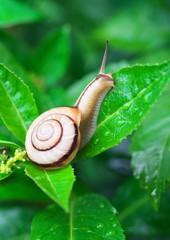 カタツムリ　雨降り