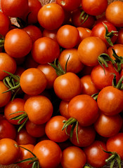 Closeup of home grown, raw cherry tomatoes (Solanum lycopersicum var. cerasiforme)