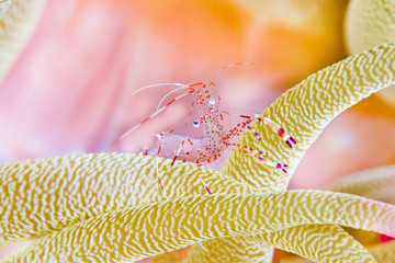 Red cleanner shrimp in anemone