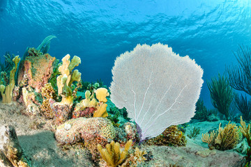 Gorgonia and coral reef with blue background
