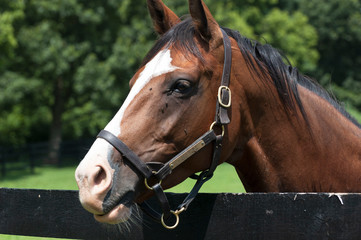 Obraz premium Thoroughbred horses on a horse farm
