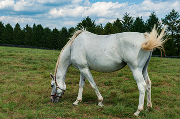 Thoroughbred horses on a horse farm