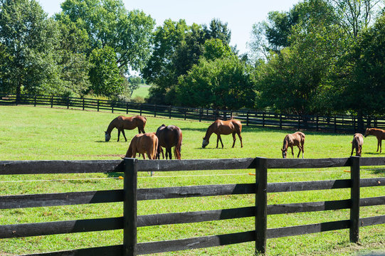 Thoroughbred horses on a horse farm
