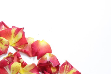 view from above flat lays petal of yellow red rose flower on isolated white background