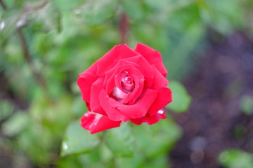 red rose in garden