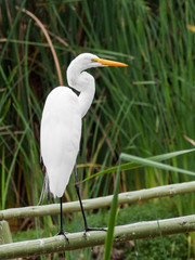 White heron