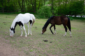 Obraz premium horses grazing in field