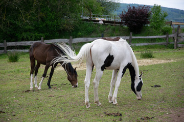 Obraz na płótnie Canvas two horses on meadow