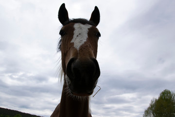 portrait of a horse
