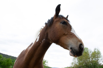 Fototapeta premium portrait of a horse