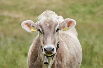 Cow with a cowbell in a green meadow looking at the camera in Allgäu / Bavaria, Germany