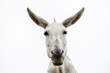 Fototapeta na wymiar Young and pretty white donkey looks at camera on white background.