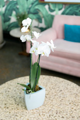 White orchid plant on coffee table, pink couch in background