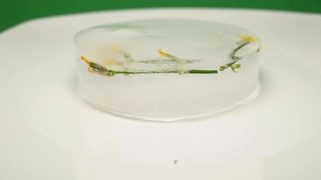Flower on a block of ice that is smelting. 4K Time-Lapse