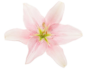 Obraz na płótnie Canvas Flower of light pink lily, isolated on white background