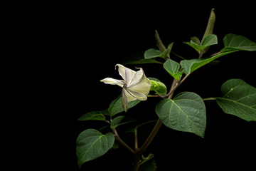 Datura flower, dope, stramonium, thorn-apple, jimsonweed, isolated on black background