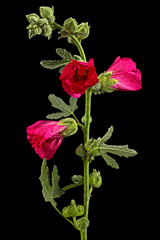 Red flower of mallow, isolated on black background