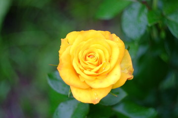yellow rose in the garden