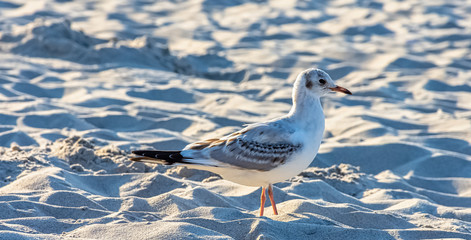 Young black-headed gull (Chroicocephalus ridibundus) in winter plumage on Polish beach