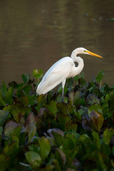 Great Egret (ardea alba) portrait at wetland vegetation. Taken on Brazilian Pantanal.