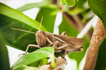 Grasshopper Macro on blurred green background