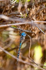 blue dragonfly close up in nature