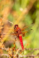 red dragonfly on leaf close up