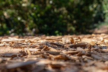 Low angle select focus footpath of wood chips in a forest 